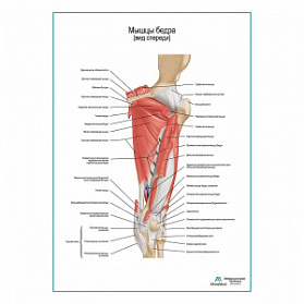 Мышцы бедра вид спереди, продолжение, плакат глянцевый А1+/А2+ (матовый холст от 200 г/кв.м, размер A1+)