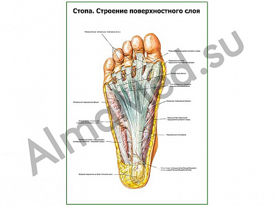 Стопа, строение поверхностного слоя плакат ламинированный А1/А2 (ламинированный	A2)