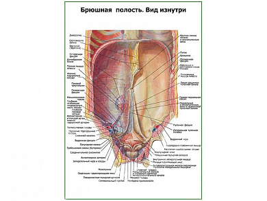 Брюшная полость, вид изнутри плакат глянцевый А1/А2 (глянцевый A2)