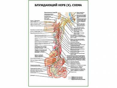 Блуждающий нерв (X). Схема плакат глянцевый А1/А2 (глянцевый A2)