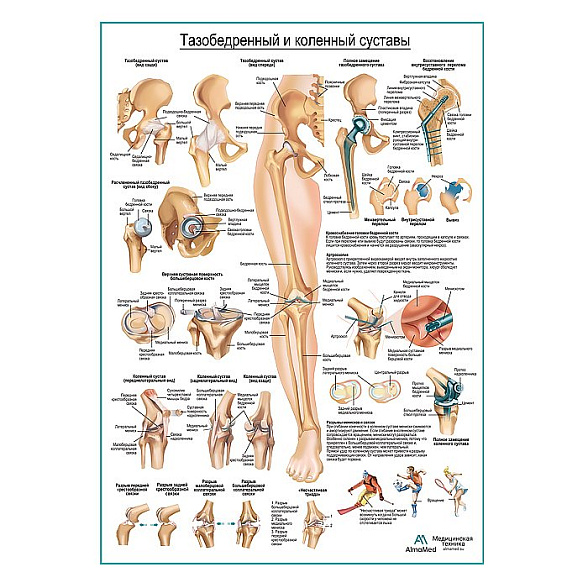 Тазобедренный и коленный суставы, плакат глянцевый А1+/А2+ (глянцевая фотобумага от 200 г/кв.м, размер A2+)