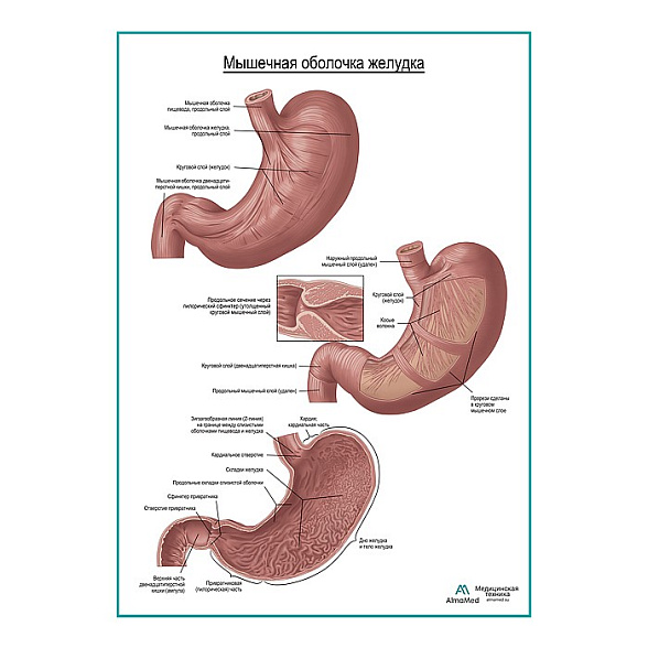 Мышечная и слизистая оболочка желудка плакат глянцевый  А1+/А2+ (глянцевая фотобумага от 200 г/кв.м, размер A2+)