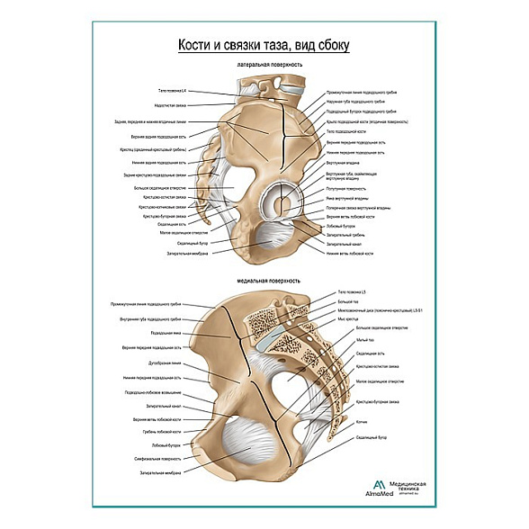 Кости и связки таза продолжение плакат глянцевый А1+/А2+ (глянцевая фотобумага от 200 г/кв.м, размер A2+)