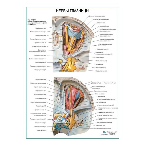 Нервы глазницы плакат глянцевый А1+/А2+ (глянцевая фотобумага от 200 г/кв.м, размер A2+)