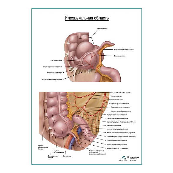 Подвздошно-слепокишечная область плакат глянцевый  A1+/A2+ (глянцевая фотобумага от 200 г/кв.м, размер A2+)