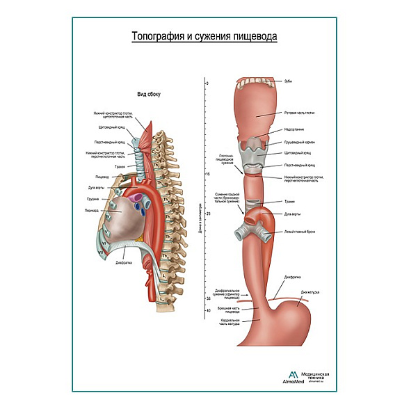Топография и сужения пищевода плакат глянцевый  А1+/А2+ (глянцевая фотобумага от 200 г/кв.м, размер A2+)