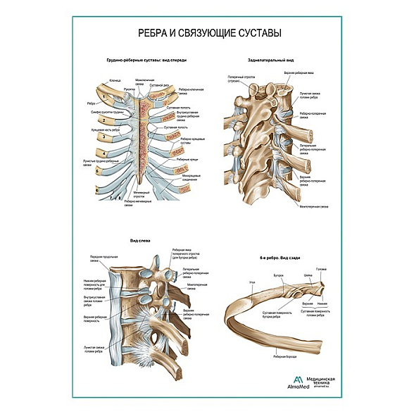 Ребра и связующие суставы плакат глянцевый А1+/А2+ (глянцевая фотобумага от 200 г/кв.м, размер A2+)
