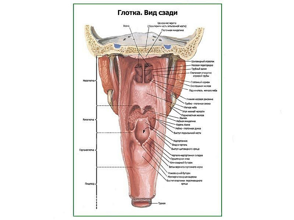 OLD Глотка, вид сзади плакат глянцевый А1/А2 (глянцевый A1)