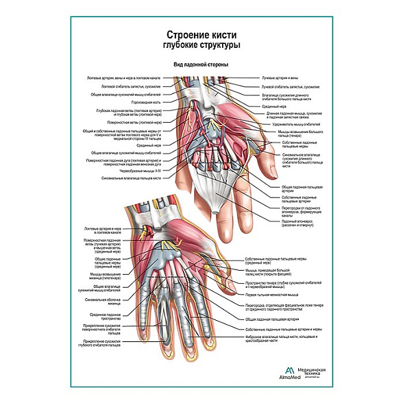 Строение кисти, ладонный разрез плакат глянцевый А1+/А2+ (глянцевая фотобумага от 200 г/кв.м, размер A2+)