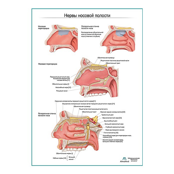 Нервы носовой полости плакат глянцевый А1+/А2+ (глянцевая фотобумага от 200 г/кв.м, размер A2+)