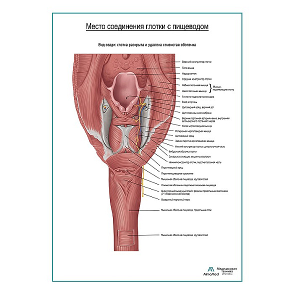 Соединение глотки и пищевода плакат глянцевый  А1+/А2+ (глянцевая фотобумага от 200 г/кв.м, размер A2+)