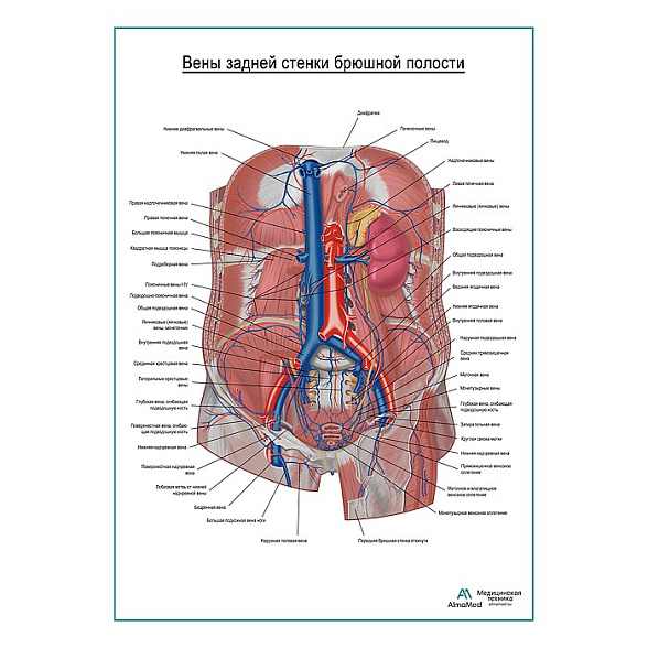 Вены задней стенки брюшной полости плакат глянцевый А1+/А2+ (глянцевая фотобумага от 200 г/кв.м, размер A2+)