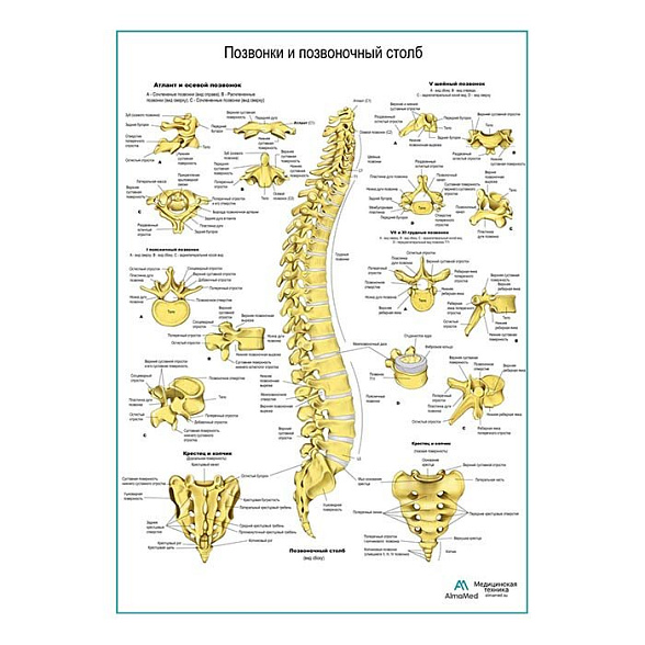 Позвонки и позвоночный столб, плакат глянцевый А1+/А2+ (глянцевая фотобумага от 200 г/кв.м, размер A2+)
