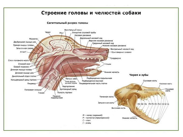 OLD Строение головы и челюстей собаки плакат глянцевый А1/А2 (глянцевый A1)
