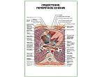 OLD Средостение поперечное сечение плакат глянцевый А1/А2 (глянцевый A1)
