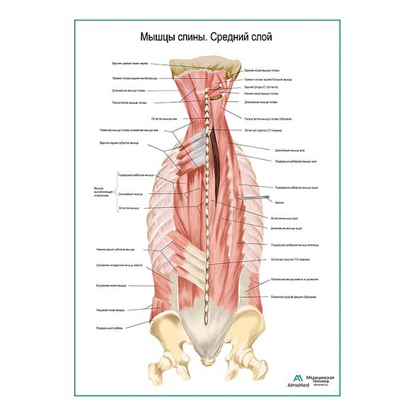 Мышцы спины, средний слой плакат глянцевый А1+/А2+ (матовый холст от 200 г/кв.м, размер A1+)