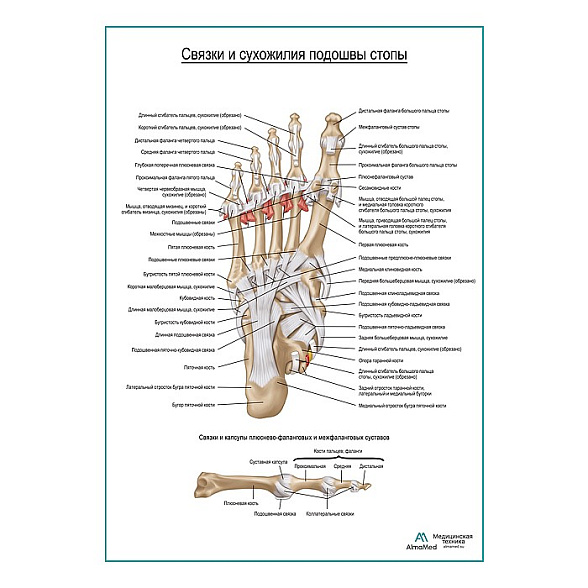 Связки и сухожилия подошвы стопы плакат глянцевый А1+/А2+ (глянцевая фотобумага от 200 г/кв.м, размер A2+)