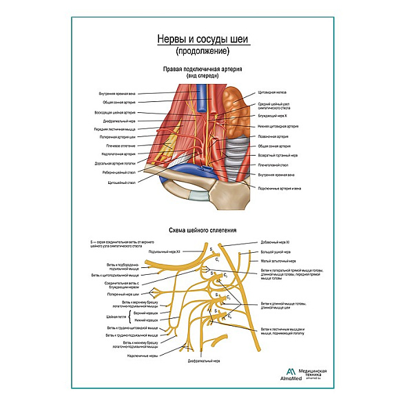 Нервы и сосуды шеи (продолжение) плакат глянцевый А1+/А2+ (глянцевая фотобумага от 200 г/кв.м, размер A2+)