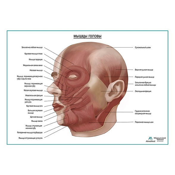 Мышцы головы, плакат глянцевый А1+/А2+ (глянцевая фотобумага от 200 г/кв.м, размер A2+)