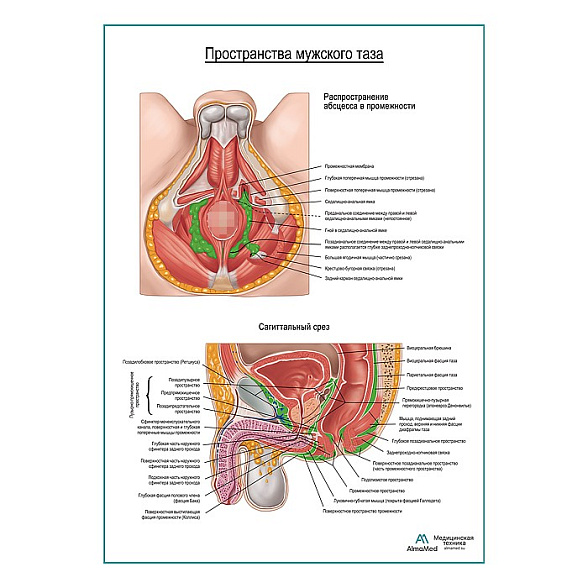 Пространства мужского таза плакат глянцевый А1+/А2+ (глянцевая фотобумага от 200 г/кв.м, размер A2+)