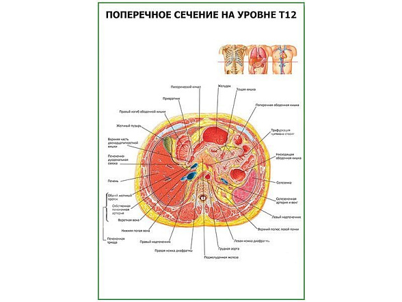 OLD Поперечное сечение на уровне Т-12 плакат глянцевый А1/А2 (глянцевый A2)