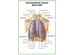 OLD Расположение легких. Вид сзади плакат глянцевый А1/А2 (глянцевый A2)