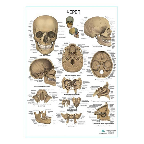 Череп человека, плакат глянцевый А1+/А2+ (глянцевая фотобумага от 200 г/кв.м, размер A1+)