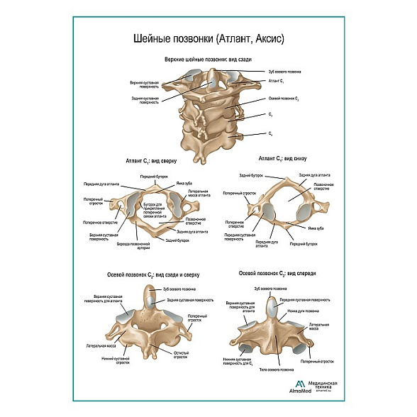 Шейные позвонки плакат глянцевый А1+/А2+ (глянцевая фотобумага от 200 г/кв.м, размер A2+)