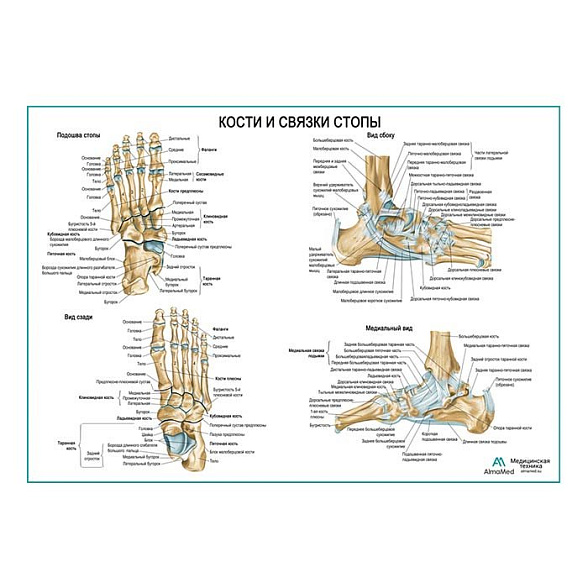 Кости и связки стопы, плакат глянцевый А1+/А2+ (глянцевая фотобумага от 200 г/кв.м, размер A2+)