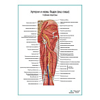 Артерии и нервы бедра: вид сзади, плакат глянцевый А1+/А2+ (глянцевая фотобумага от 200 г/кв.м, размер A1+)