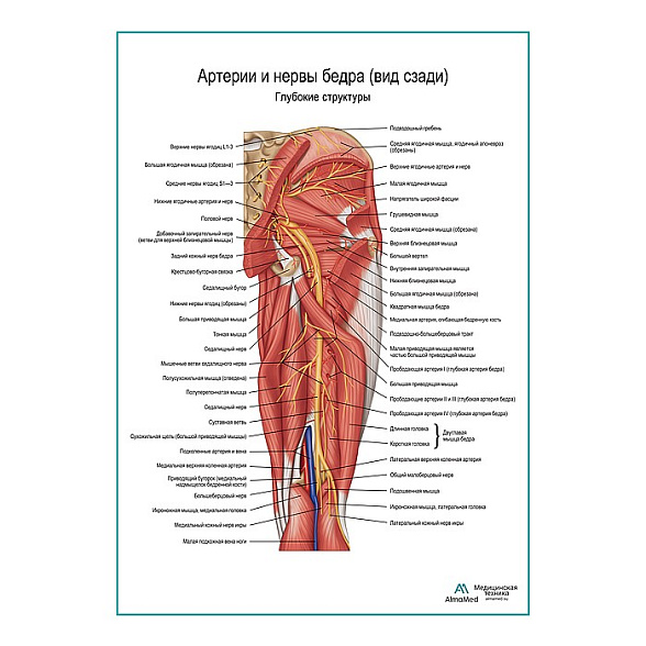 Артерии и нервы бедра: вид сзади, плакат глянцевый А1+/А2+ (глянцевая фотобумага от 200 г/кв.м, размер A1+)