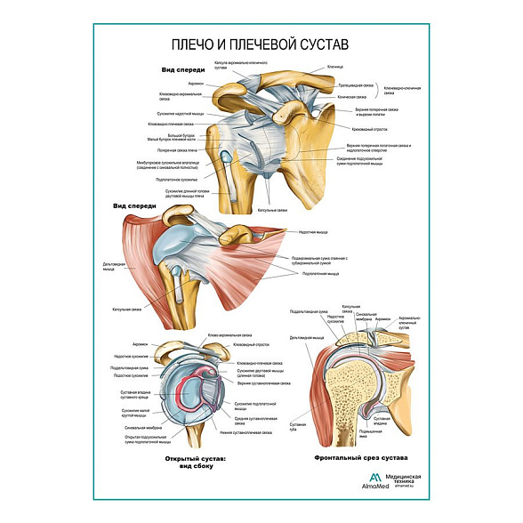 Плечо и плечевой сустав плакат глянцевый А1+/А2+ (глянцевая фотобумага от 200 г/кв.м, размер A2+)