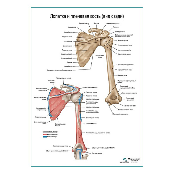 Плечевая кость и лопатка вид сзади плакат глянцевый А1+/А2+ (глянцевая фотобумага от 200 г/кв.м, размер A1+)