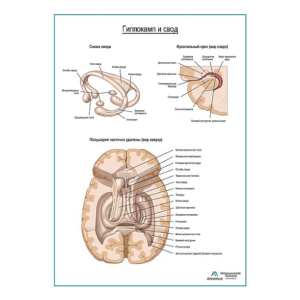 Гиппокамп и свод мозга плакат глянцевый А1+/А2+ (глянцевая фотобумага от 200 г/кв.м, размер A2+)