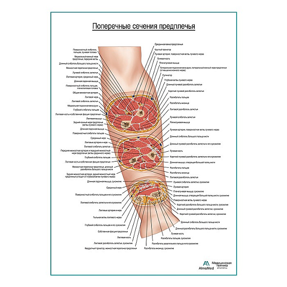 Поперечные сечения предплечья. Вид спереди плакат глянцевый А1+/А2+ (глянцевая фотобумага от 200 г/кв.м, размер A1+)