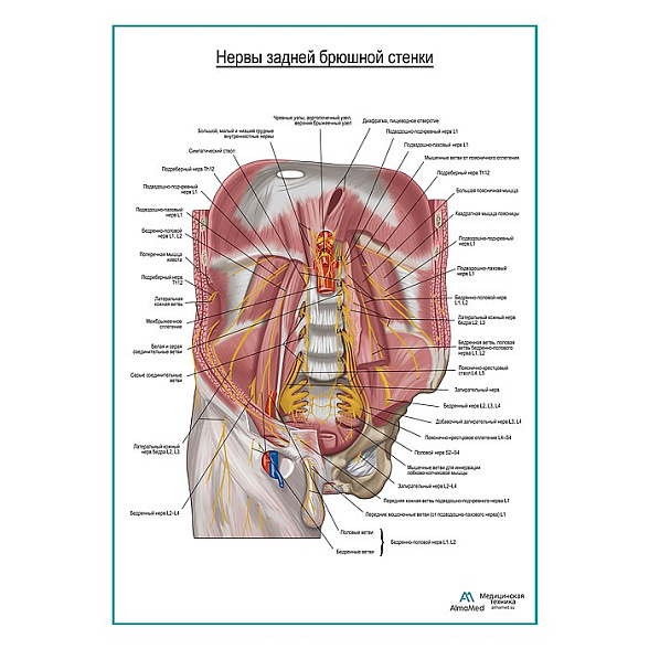 Нервы задней брюшной стенки плакат глянцевый А1+/А2+ (глянцевая фотобумага от 200 г/кв.м, размер A2+)