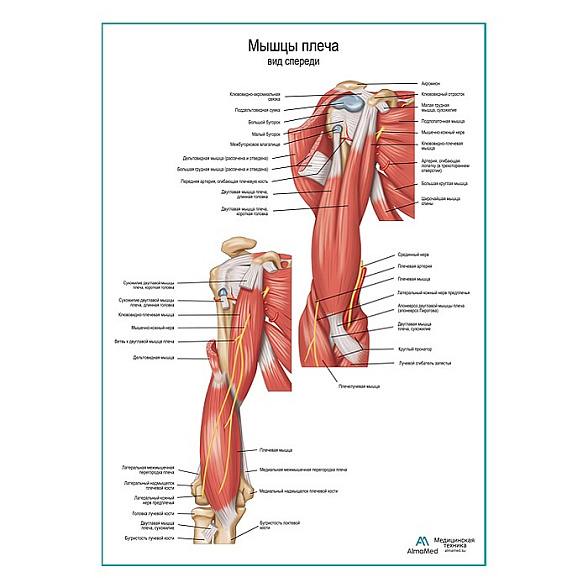 Мышцы плеча вид спереди плакат глянцевый А1+/А2+ (матовый холст от 200 г/кв.м, размер A1+)