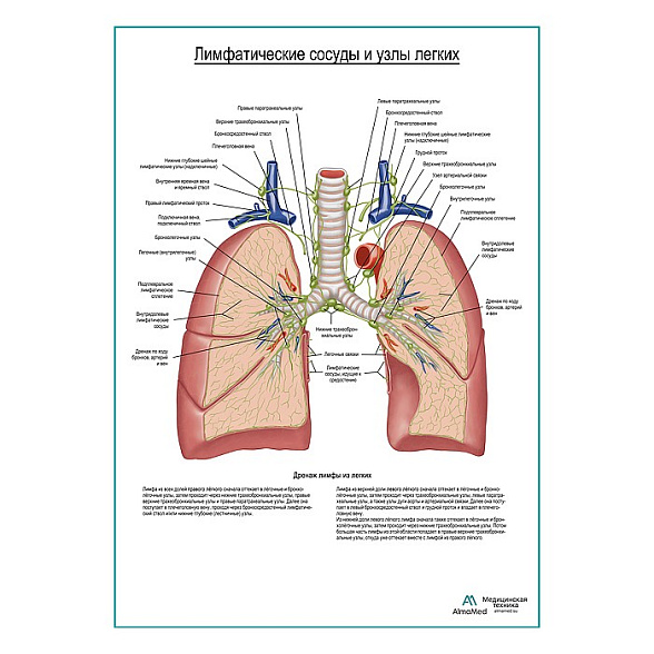 Лимфатические сосуды и узлы легких плакат глянцевый А1+/А2+ (глянцевая фотобумага от 200 г/кв.м, размер A2+)