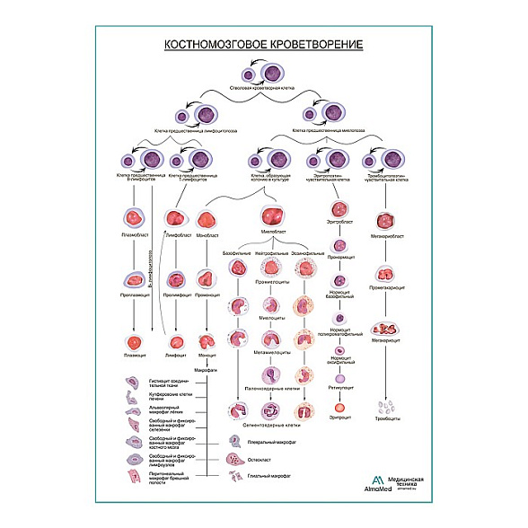 Костномозговое кроветворение, плакат глянцевый А1+/А2+ (глянцевая фотобумага от 200 г/кв.м, размер A2+)