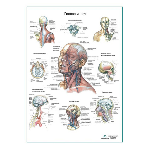 Голова и шея, плакат глянцевый А1+/А2+ (глянцевая фотобумага от 200 г/кв.м, размер A2+)