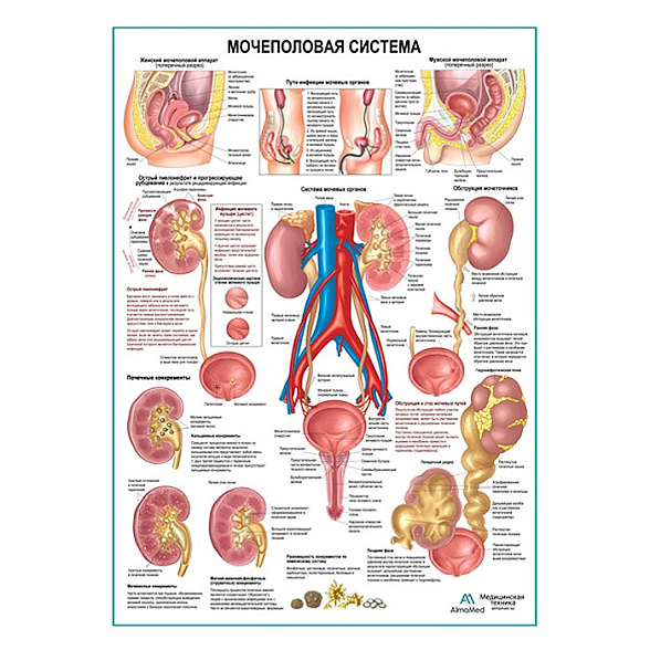 Мочеполовая система, плакат глянцевый А1+/А2+ (глянцевая фотобумага от 200 г/кв.м, размер A2+)