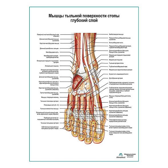 Мышцы тыльной поверхности стопы, глубокий слой плакат глянцевый А1+/А2+ (глянцевая фотобумага от 200 г/кв.м, размер A2+)