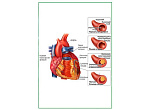 OLD Развитие атеросклероза, плакат глянцевый А1/А2 (глянцевый A1)