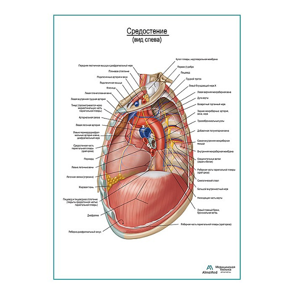 Средостение. Левый боковой вид плакат глянцевый А1+/А2+ (глянцевая фотобумага от 200 г/кв.м, размер A2+)