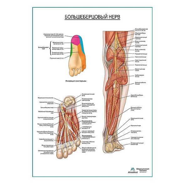 Большеберцовый нерв плакат глянцевый А1+/А2+ (глянцевая фотобумага от 200 г/кв.м, размер A2+)