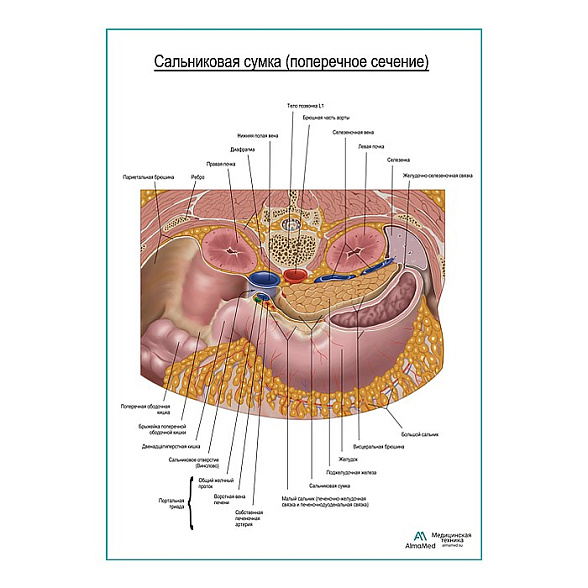 Сальниковая сумка. Поперечное сечение плакат глянцевый  А1+/А2+ (глянцевая фотобумага от 200 г/кв.м, размер A2+)