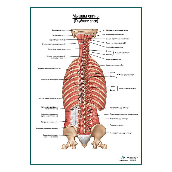 Мышцы спины. Глубокие слои плакат глянцевый А1+/А2+ (глянцевая фотобумага от 200 г/кв.м, размер A2+)