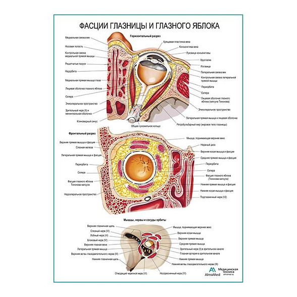 Фасции глазницы и глазного яблока плакат глянцевый А1+/А2+ (глянцевая фотобумага от 200 г/кв.м, размер A2+)