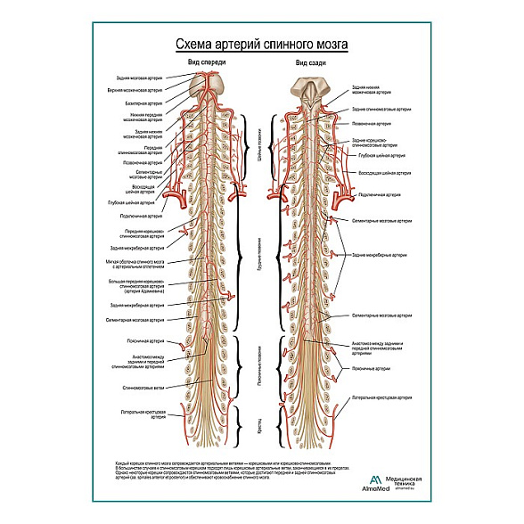 Схема артерии спинного мозга плакат глянцевый А1+/А2+ (глянцевая фотобумага от 200 г/кв.м, размер A2+)
