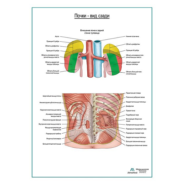 Почки на месте. Вид сзади, плакат глянцевый А1+/А2+ (глянцевая фотобумага от 200 г/кв.м, размер A2+)